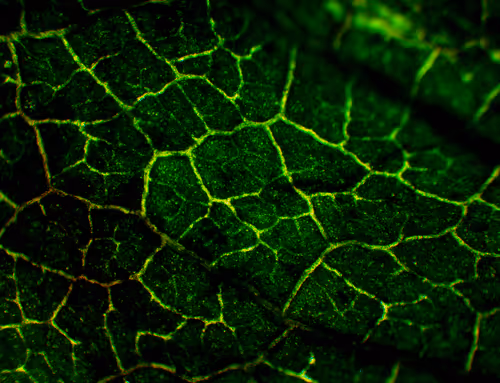 Item #71646257518770613568983710813551014237803002136866425209291833674450354569217 Media