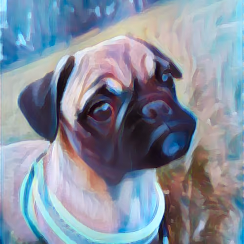 Zeus the pug