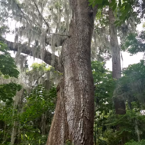 Spanish Moss