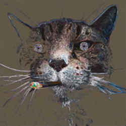 A Cooler Cat