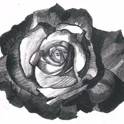 Acapulco Rose 2
