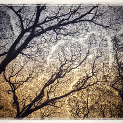 Constellation of Trees