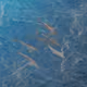 3372282180799875897151132995025869716662639991733486783522220304545295106049