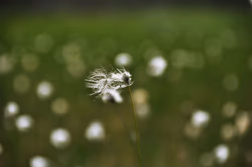 Item #92971587401879212914465603849674525645265351012255145539777938575118372438021 Media