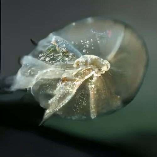 Item #4750064852715738149564930854294668621974194112560083604087537459297429487617 Media