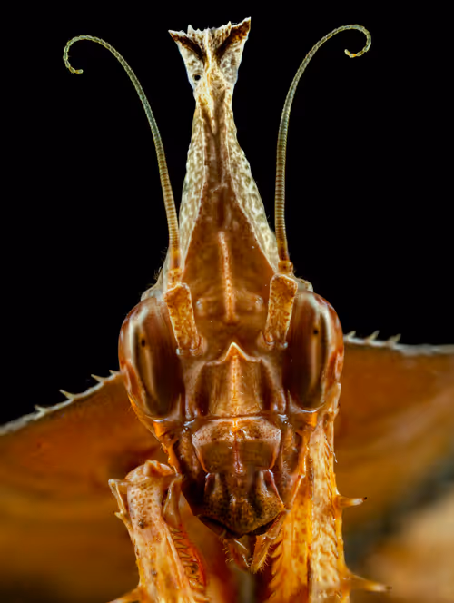 Item #11893448461842202167923125391346137616384292588036434545660885499072168853505 Media