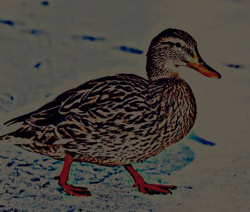 Quack Duck