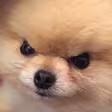 dogggy