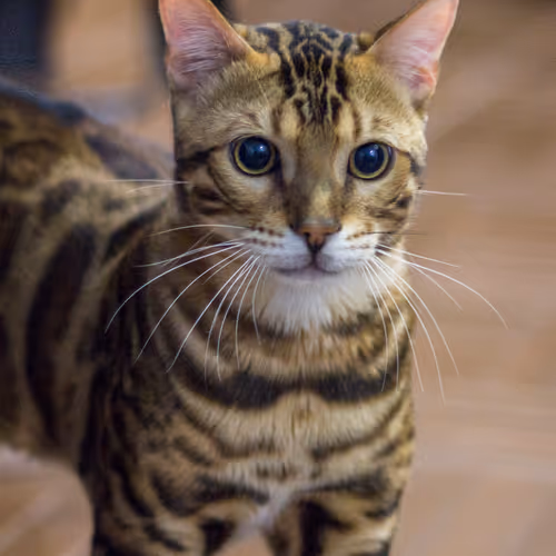 Catoptimus