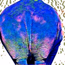 The butt 0x05