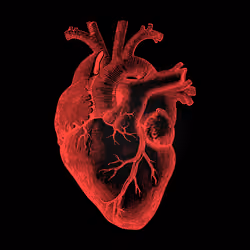 Heart