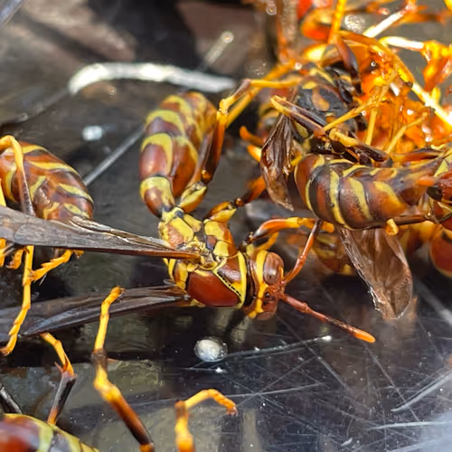 Untitled Collection #24185553