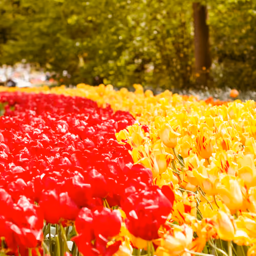 ColorfulTulips #5