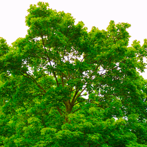 Item #35965218379738729691291467168286792303482134167127854404987491585585877876737 Media