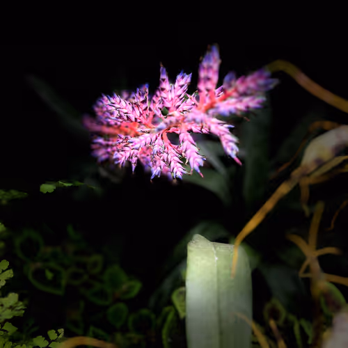 LILCthaFMG Collection