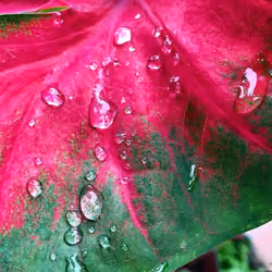 Pink and Green Drops of Love