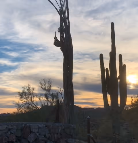 DryCactus Collection