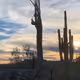 DryCactus Collection