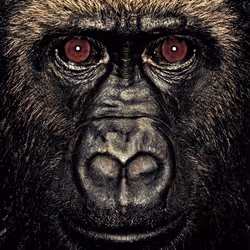 109162157552346088047496633038404394118504199992061596446112929749166198882305