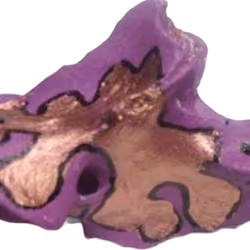 Cow vertebrae painted with latex and copper flake