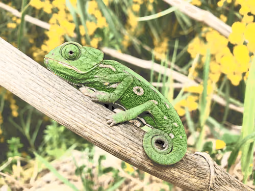Cool Geckos