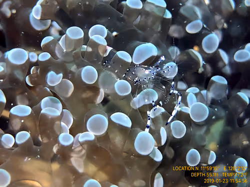 Item #80965803268169370603932631570667161375508893671094224909166964151301691146241 Media