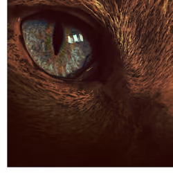 EYE1