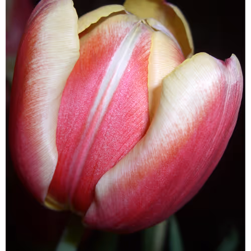 Mytulips