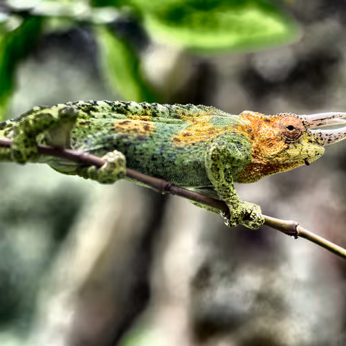 Cool Geckos