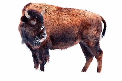 Item #4777953153526599569062198925190878774289520256553367647462911709369377751041 Media