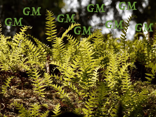 Bluejayway Collection