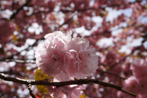 Item #2798886557042806862996260737379437753708202189265976662753732489474094399489 Media