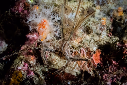 Item #85312989022681003031412442344927138418005148056611156667378218228516527276033 Media