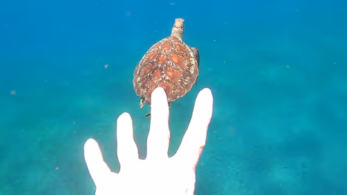 Item #57636846716625674083637003599082399011400728335992986804098864720883505692673 Media