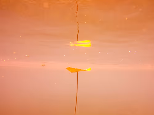 Item #115430421716330114127925714386191036467996783471008022249532804586934210920449 Media