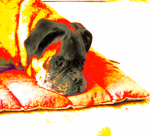 LEO RED