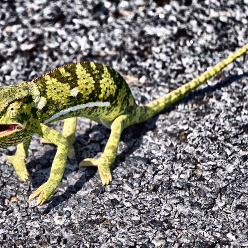 Cool Geckos