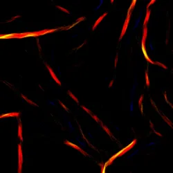 51929734946411346289540790635765095060363125039145709683616697276104473313281