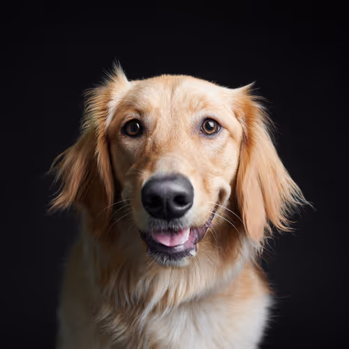 The Dog Assembly