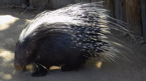 Item #95619151568614802974454947629602672965769746893472874508208249413189983272961 Media