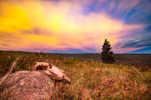 Item #114332124296055381601936078633506600800633038337069284565029719994841211863041 Media