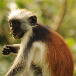 NFT Red Monkey