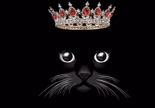 EL Gato 