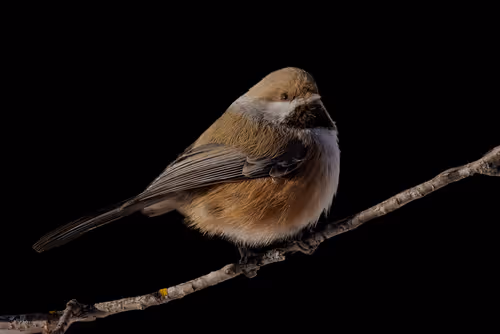 Item #51039207125922697729139160726251240762827402821056353130504327795419006369793 Media