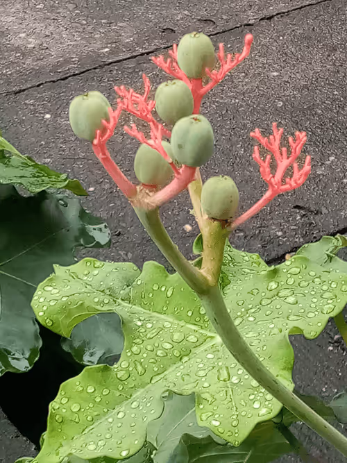 Item #91419314110800337009204889244420491545842303505927805999053350494418138924704 Media