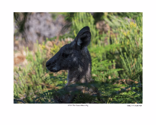 Item #24600310660482288606297797528155087939323639147399647196853483645738330095617 Media