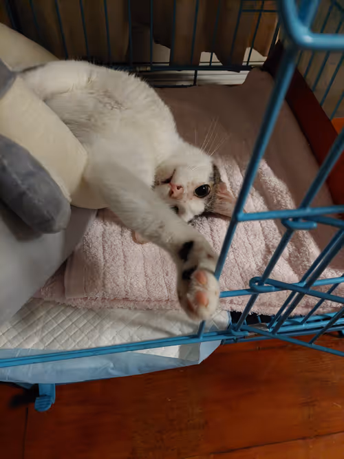 Item #99936926881834722245494880846447902772970396691943269501904837346191371927553 Media