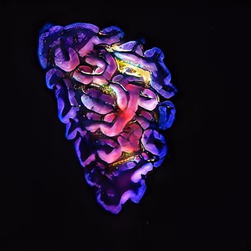 Item #81423580408588551200801073682850784470757564812203159627046902929779347947521 Media