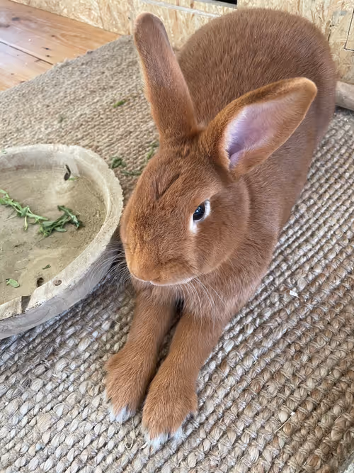 Item #17361080883620391905801458691057991387583426656911002963869447774338665152513 Media