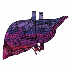 Liver #47